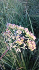 Ostericum palustre
