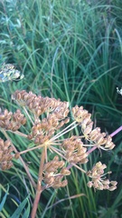 Ostericum palustre