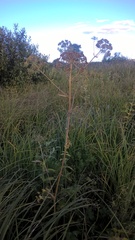 Ostericum palustre
