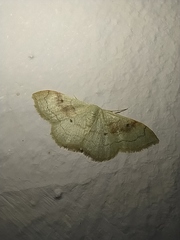 Idaea rubraria