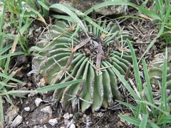 Echinofossulocactus phyllacanthus