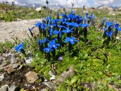 Gentiana bavarica subacaulis