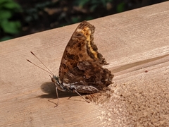 Polygonia comma