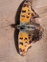 Polygonia comma