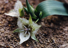 Calochortus westonii