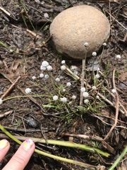 Eriocaulon aquaticum