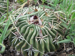 Echinofossulocactus phyllacanthus