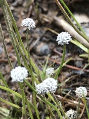 Eriocaulon aquaticum