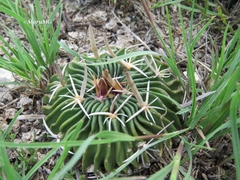 Echinofossulocactus phyllacanthus