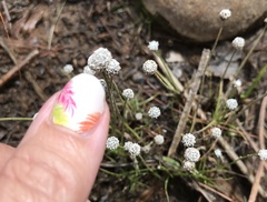 Eriocaulon aquaticum