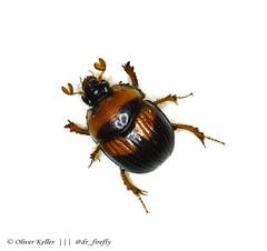 Bolbocerosoma hamatum