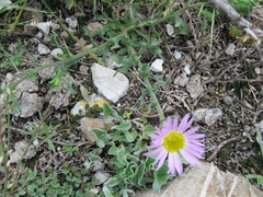 Xanthisma gymnocephalum