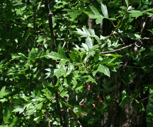 Chinese haw (Crataegus pinnatifida)