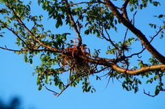 Tillandsia roland-gosselinii