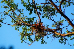 Tillandsia roland-gosselinii