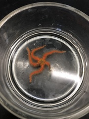 Ophiactoidea