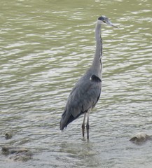 Ardea cinerea