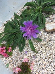 Stokesia