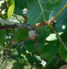 Disholcaspis pruniformis