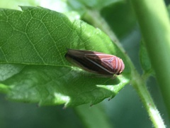 Idiodonus kennicotti