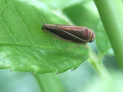 Idiodonus kennicotti