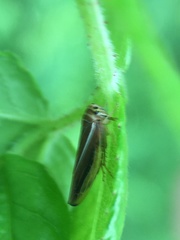 Idiodonus kennicotti