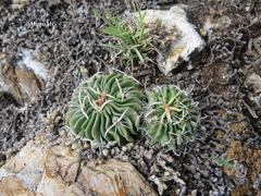 Echinofossulocactus phyllacanthus
