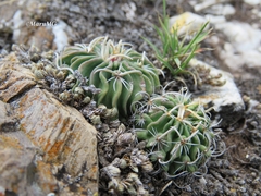 Echinofossulocactus phyllacanthus