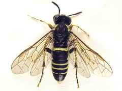 Tenthredo notha notha