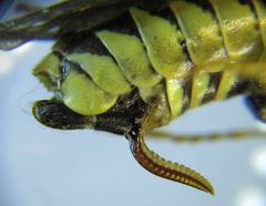 Tenthredo notha notha