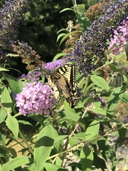 Papilio machaon oregonius