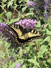 Papilio machaon oregonius