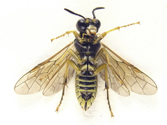 Tenthredo notha notha