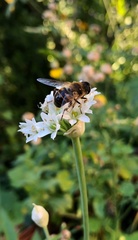 Eristalis tenax