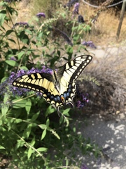 Papilio machaon oregonius