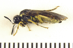 Tenthredo notha notha