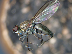 Trichopalpus fraternus