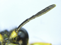 Tenthredo notha notha