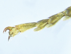 Tenthredo notha notha