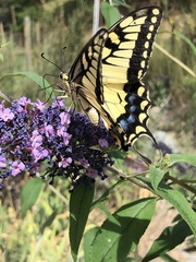 Papilio machaon oregonius