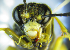 Tenthredo notha notha