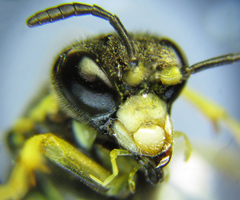 Tenthredo notha notha