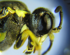 Tenthredo notha notha