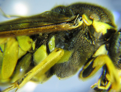 Tenthredo notha notha