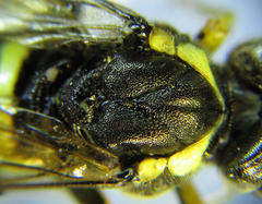 Tenthredo notha notha