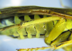 Tenthredo notha notha