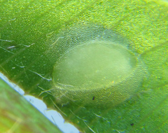 Tenthredo notha notha