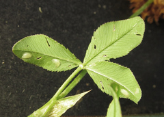 Tenthredo notha notha