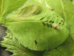 Tenthredo notha notha