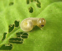 Tenthredo notha notha